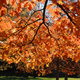 Illustration for article titled Shooting Challenge Fall Leaves Gallery 2